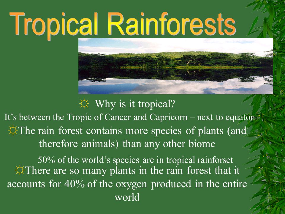 Rainforest Facts For Kids